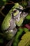 Eastern Gray Treefrog    807221