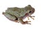 Eastern Gray Treefrog, Hyla versicolor