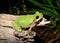 Eastern Gray Treefrog, Hyla versicolor