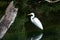 Eastern Great Egret 1