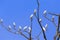 Eastern great egret