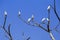 Eastern great egret