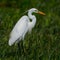 Eastern great egret, elegant avian species in natural habitat