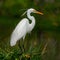 Eastern great egret, elegant avian species in natural habitat