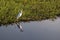 Eastern Great Egret reflected on a water pond. Ardea alba modesta. Wild white individual, orange beak. Still water pond. Yellow