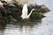 Eastern great egret white heron launching flight over water