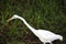 Eastern Great Egret, Yellow River, Australia