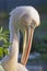 Eastern Great White Pelican
