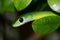 Eastern green snake