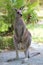 Eastern Grey Kangaroo