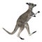 Eastern Grey Kangaroo