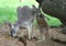 Eastern grey kangaroo with baby