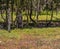 An Eastern Grey Kangaroo in Coombabah Lake Reserve, Queensland