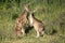 Eastern Grey Kangaroo Family