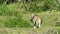 Eastern grey kangaroo grazing