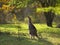 Eastern Grey Kangaroo with Joey Australian wildlife