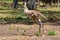 Eastern grey kangaroo jumps