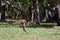 Eastern grey kangaroo jumps