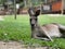 Eastern grey kangaroo lounging peacefully in a lush grassy area, enjoying the sunshine and solitude