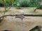 Eastern Grey Kangaroo lying lazing around