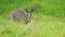 Eastern grey kangaroo Macropodidae hiding in the grass in Australia