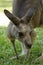 Eastern Grey Kangaroo (Macropus giganteus)