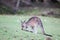 Eastern Grey Kangaroo (Macropus giganteus)