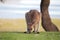 Eastern Grey Kangaroo (Macropus giganteus)