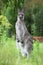 Eastern Grey Kangaroo (Macropus giganteus)