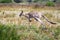 Eastern Grey Kangaroo (Macropus giganteus)