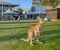 Eastern grey kangaroo marsupial, also known as great grey Kangaroo Macropus giganteus in public park