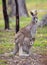 Eastern Grey Kangaroo Mother and Baby in Pouch, Melbourne, Australia