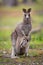 Eastern Grey Kangaroo Mother and Baby in Pouch, Melbourne, Australia