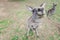 Eastern grey kangaroo wants food.