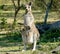Eastern grey kangaroo in the wild