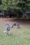 Eastern grey kangaroo in zoological garden in Bojnice