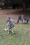 Eastern grey kangaroo in zoological garden in Bojnice