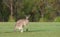 Eastern grey kangaroos