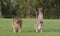 Eastern grey kangaroos