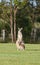 Eastern grey kangaroos