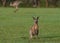 Eastern grey kangaroos