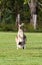 Eastern grey kangaroos