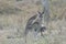 Eastern Grey Kangaroos, Australia