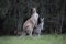 Eastern Grey Kangaroos in bushland