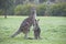 Eastern grey kangaroos with joey