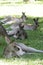Eastern Grey Kangaroos (Macropus giganteus)
