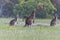 Eastern Grey Kangaroos in the paddock