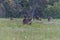 Eastern Grey Kangaroos in the paddock