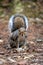 The Eastern Grey Squirrel