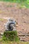 The Eastern Grey Squirrel